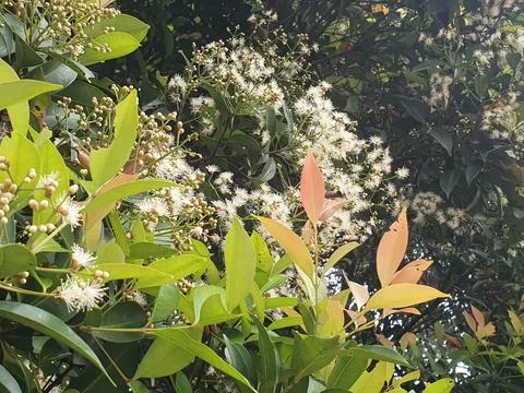 Various forms of small white flowers in nature in West Kalimantan, Indonesia Stock Photos