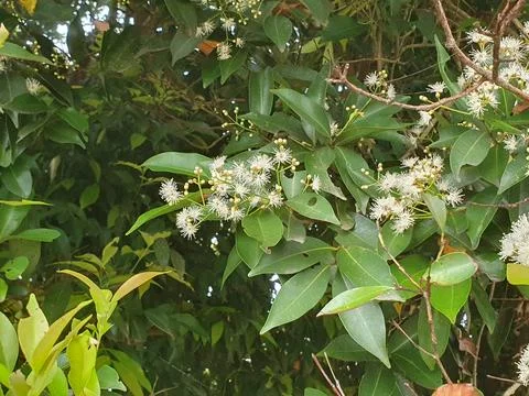 Various forms of small white flowers in nature in West Kalimantan, Indonesia Stock Photos
