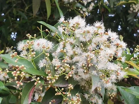 Various forms of small white flowers in nature in West Kalimantan, Indonesia Stock Photos