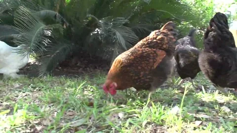 Various Free Range Chickens Clucking and Eating Stock Footage 69168123
