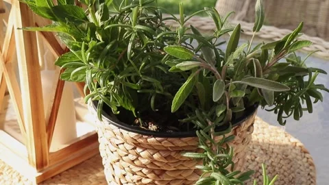 Various fresh aromatic herbs growing in flower pot. Stock-Footage 253282897