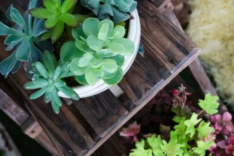 Various fresh cactus Stock Photos