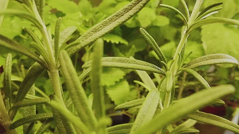 Various fresh herbs growing in the kitchen, macro close-up. Rosemary and lemon Stock Footage 273551678