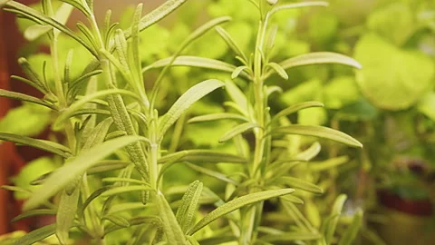 Various fresh herbs growing in the kitchen, macro close-up. Rosemary and lemon Stock Footage 273551752