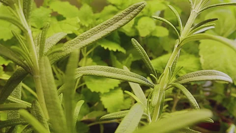 Various fresh herbs growing in the kitchen, macro close-up. Rosemary and lemon Stock Footage 273551836