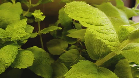 Various fresh herbs growing in the kitchen, macro close-up. Rosemary and lemon Stock Footage 273551946