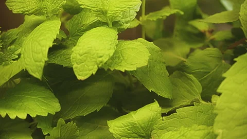 Various fresh herbs growing in the kitchen, macro close-up. Rosemary and lemon Stock Footage 273552017