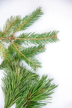 Various fresh pine branches are displayed against a light backdrop, highlight Stock Photos