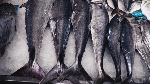 Various Fresh Seafood on Ice at Fish Market Stock Footage 129876016
