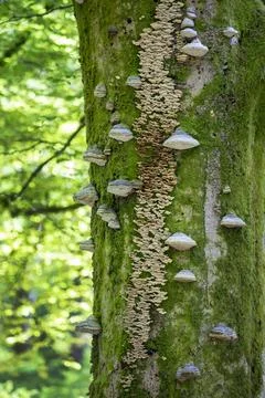 Various funghi including Bracket funghi and horse shoe funghi on a Beech Tree Stock Photos
