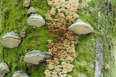Various funghi including Bracket funghi and horse shoe funghi on a Beech Tree Stock Photos