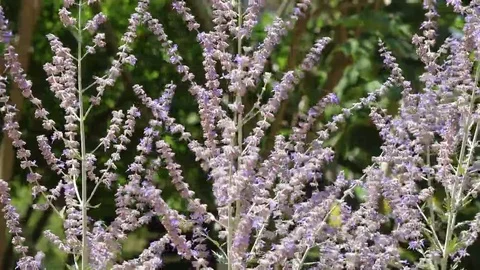 Various garden flowers Stock Footage 69100480