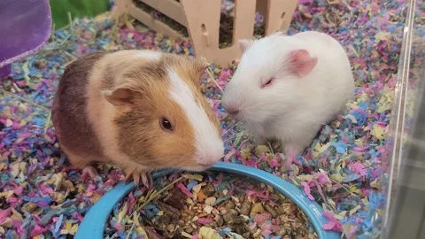 Various Gerbils Aquarium 動画素材 220879432