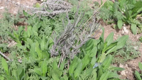 Various grasses and plants on the ground Stock Footage 175285611