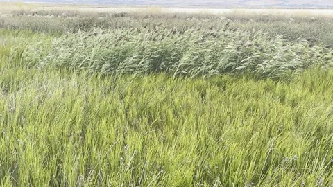 Various grasses and plants in a marsh Stock Footage 322551361