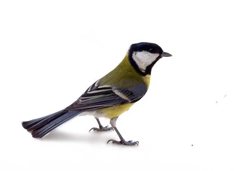 Various great tit Stock Photos