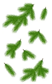 Various green pine branches. Close-up. Set. Isolated without shadow. New Year Stock Illustration