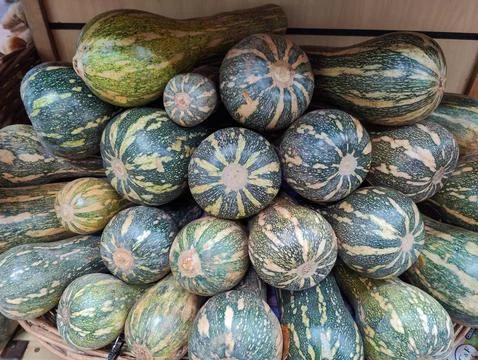 Various green pumpkins on display. Stock Photos