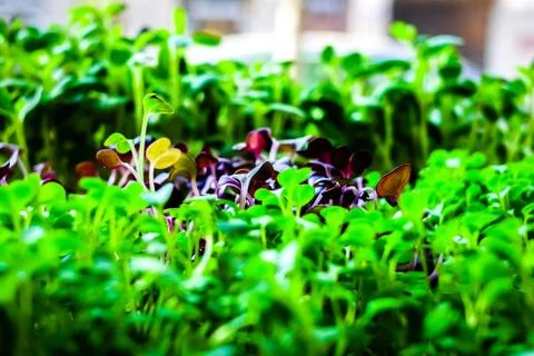 Various green spring sprouts in a box in a zero waste shop window Stock Photos