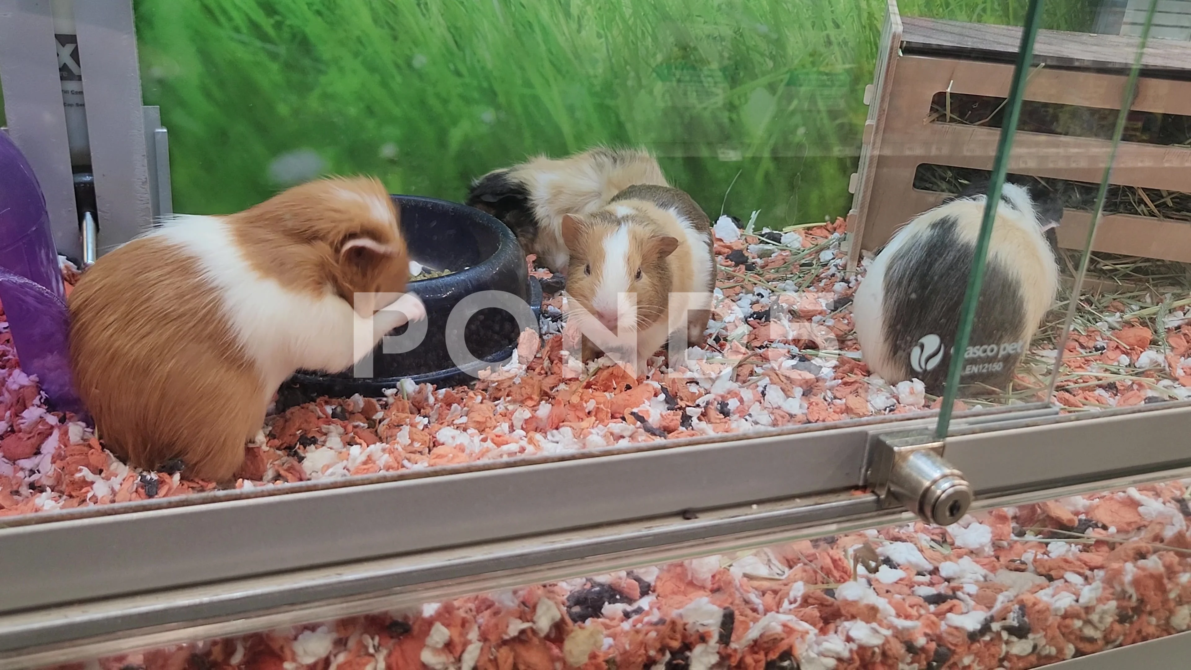 Guinea hotsell pig petsmart