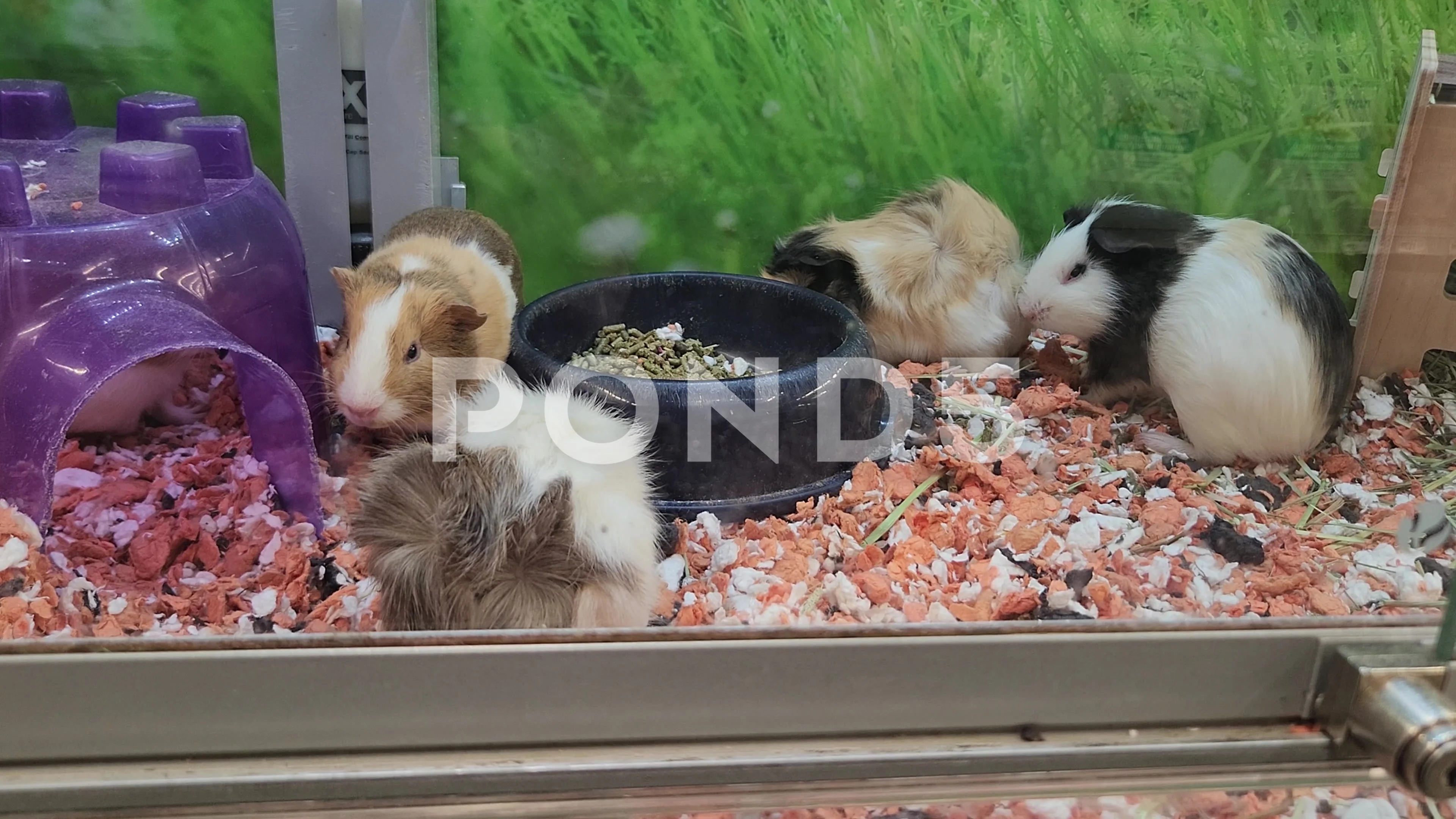 Various Guinea Pigs Petsmart Pet, Stock Video