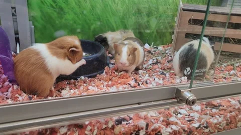 Guinea pig for sale deals at petsmart