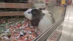 Various Guinea Pigs Petsmart Pet, Stock Video