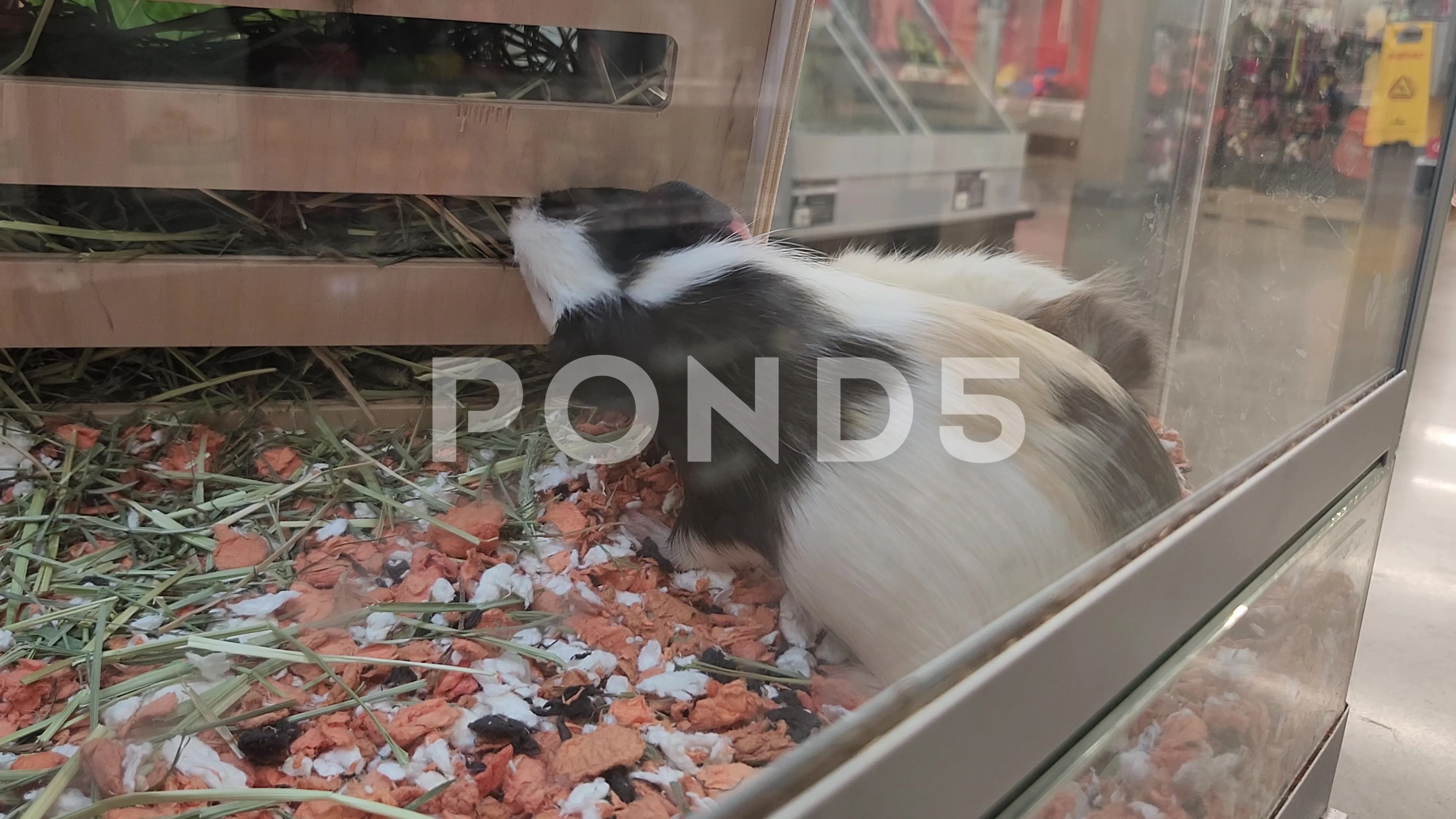 Various Guinea Pigs Petsmart Pet, Stock Video