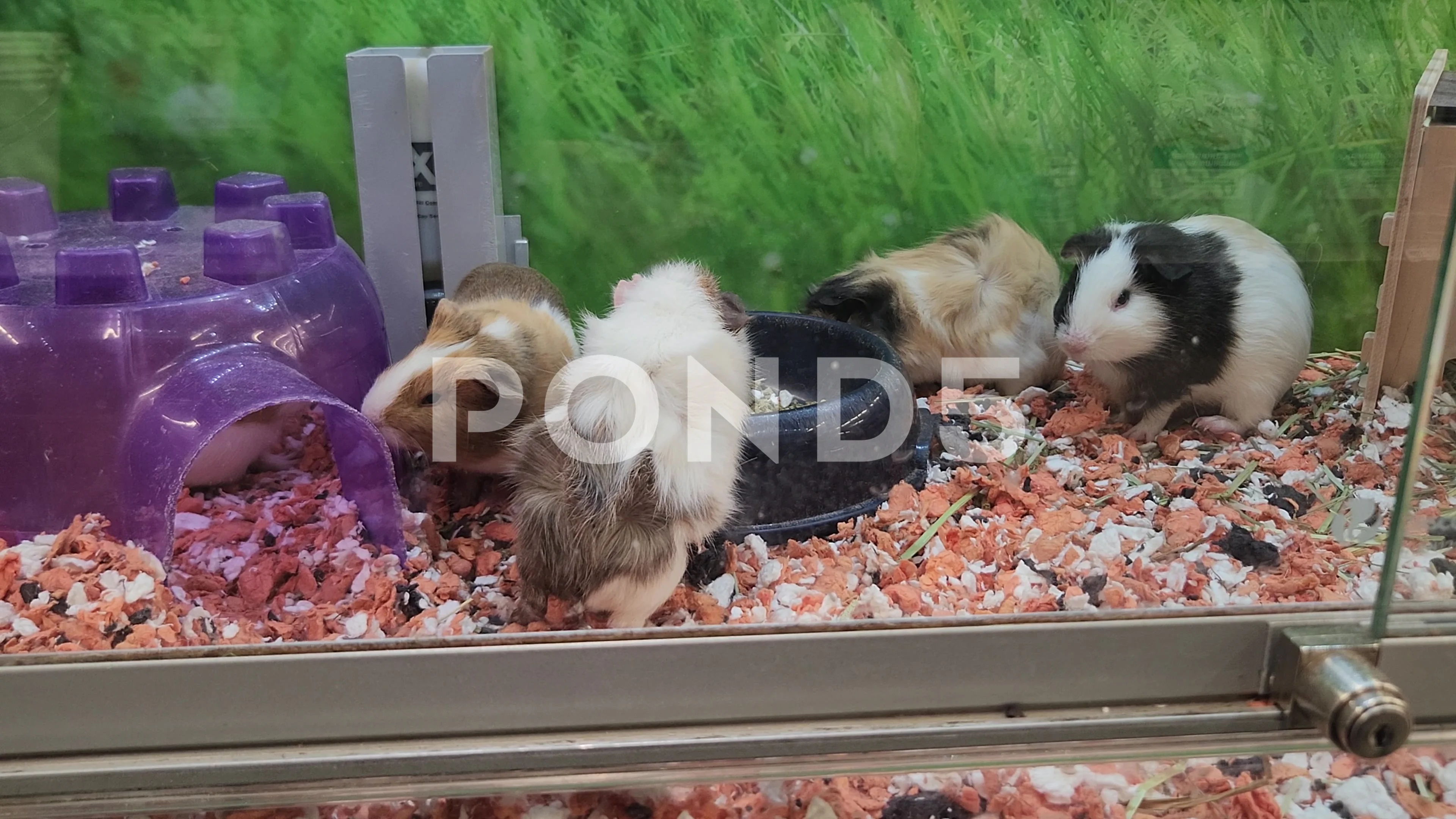 Various Guinea Pigs Petsmart Pet, Stock Video