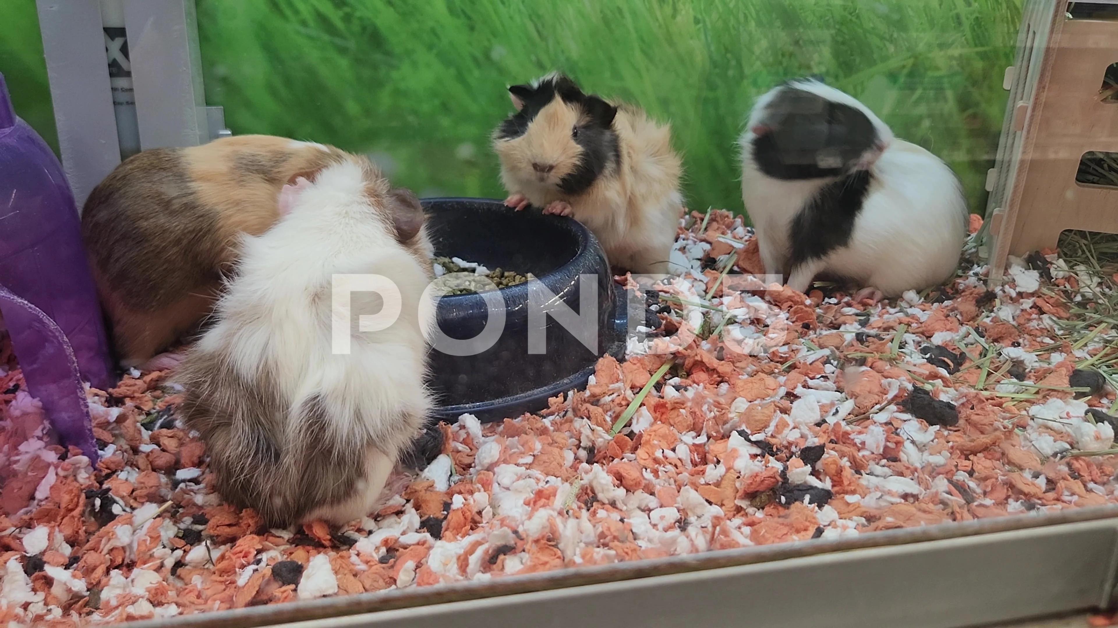 Guinea hotsell pig petsmart