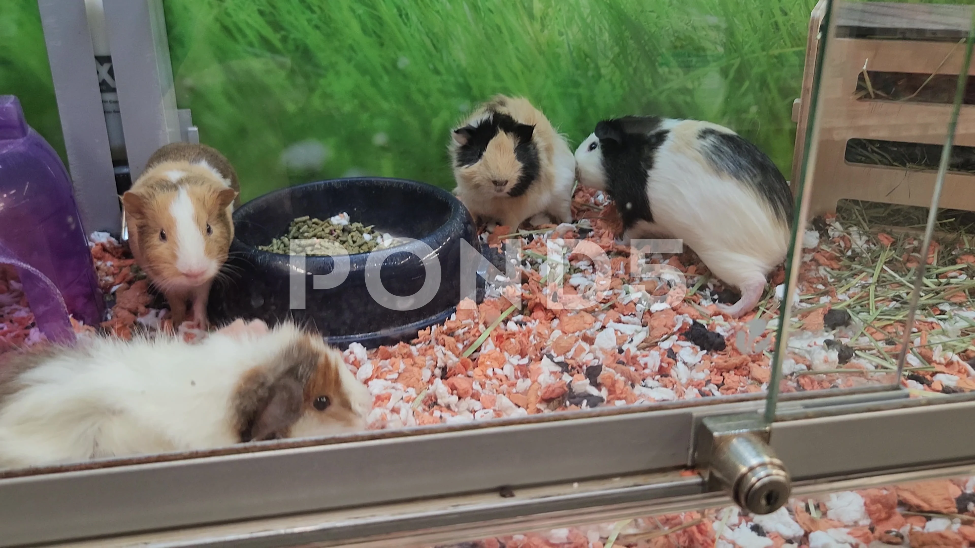 Various Guinea Pigs Petsmart Pet, Stock Video