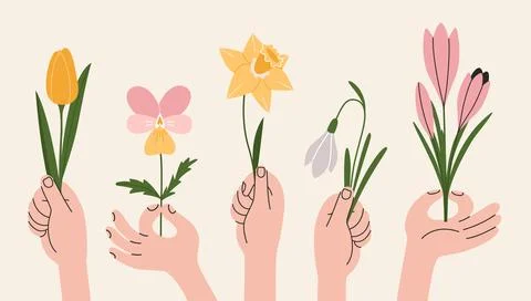 Various hands holding the first spring flowers like tulip, daffodil, violet.. Stock Illustration