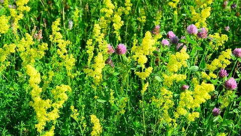 Various herbs and flowers on meadow close-up, Russia Stock Footage