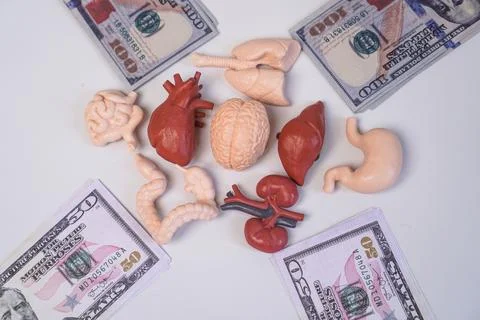 Various human internal organ models, including the brain, heart, lungs, sto.. Stockfoto's