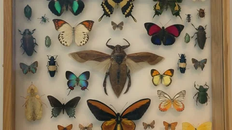 Various insect specimens shadow boxes Stock Footage 164410495