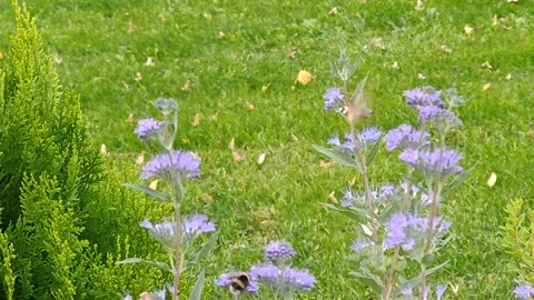 Various insects circle above the flowers on the lawn on a summer day. 스톡 동영상 317723352