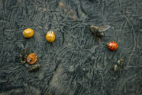 Various insects on ground on a black surface killed by an insecticide Stock Photos