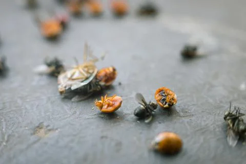 Various insects on ground on a black surface killed by an insecticide Stock Photos