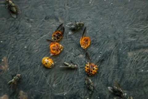 Various insects on ground on a black surface killed by an insecticide Stock Photos