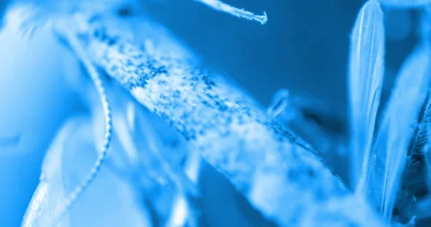 Various Insects Under Microscope - Macro View Stock Footage 303625622