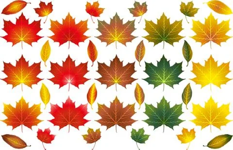 Various isolated illustrated vector Autumn leaves Stock Illustration