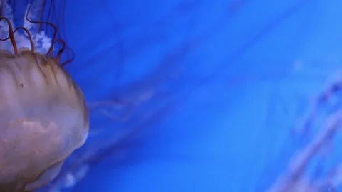 Various jellyfish glide through the water, showcasing their vibrant colors and d Stock Footage 310447557