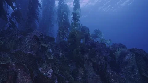 Various kelps at perimeter of forest Stock Footage 345742785