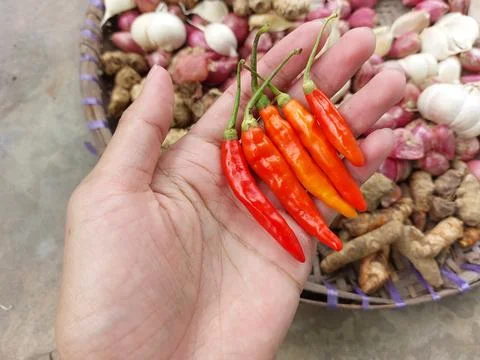 Various kinds of basic spices for Indonesian or Asian cuisine Stock Photos
