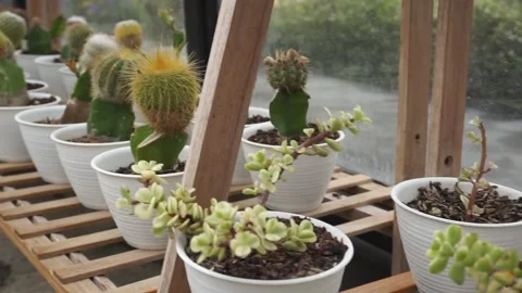 Various kinds of cacti in the greenhouse Stock Footage 255100766