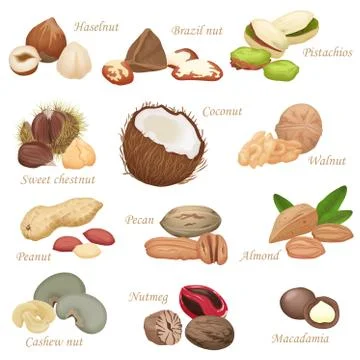Various kinds of color flat realistic Nuts and seeds icon collection. Stock Illustration