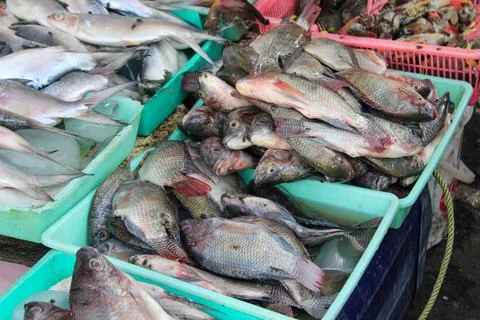 Various kinds of fish in each container Stock Photos