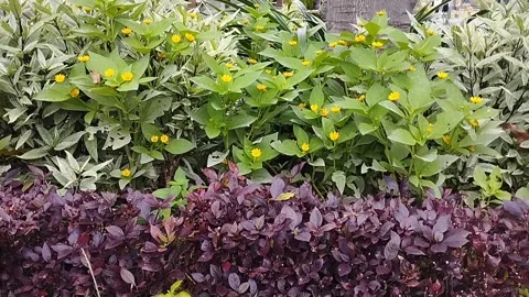 Various kinds of plants and there are very beautiful paper flowers Stock Footage 228806704