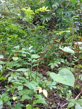 Various kinds of plants Stock Photos