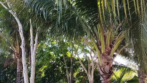 The various kinds of trees in the garden are very beautiful Stock Footage 223840530
